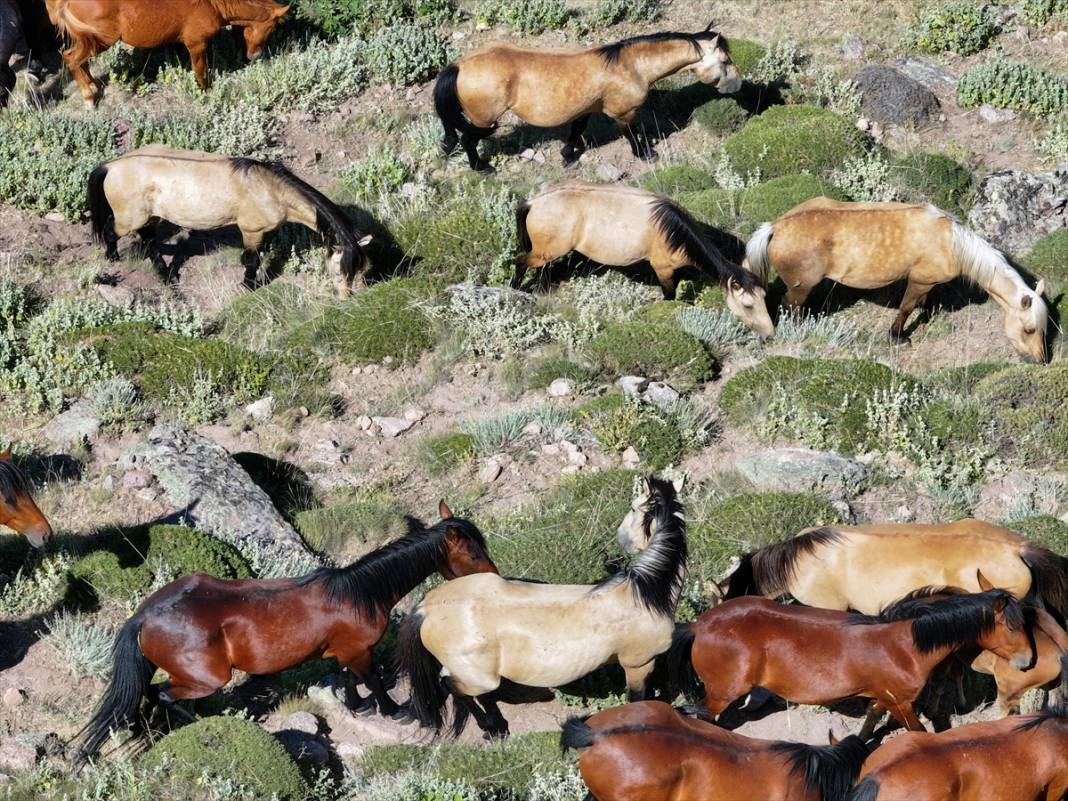 Konya Ovası’na bakan zirvede yılkı atlarıyla büyüleyici manzara 14